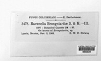 Ravenelia brongniartiae image